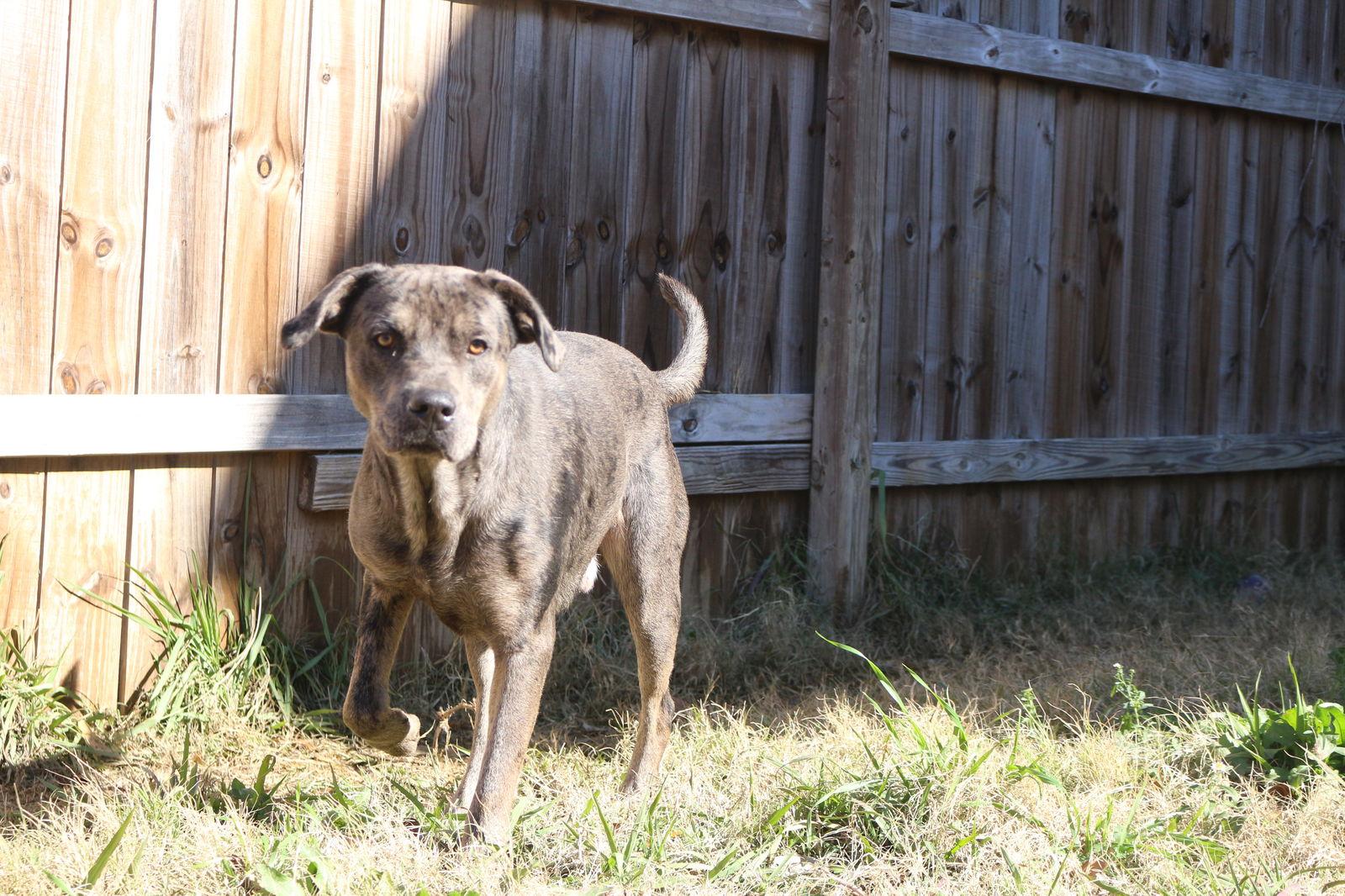 Enlarge Butterbean, a Adoptable Catahoula Leopard Dog in Jackson, MS image 2/3