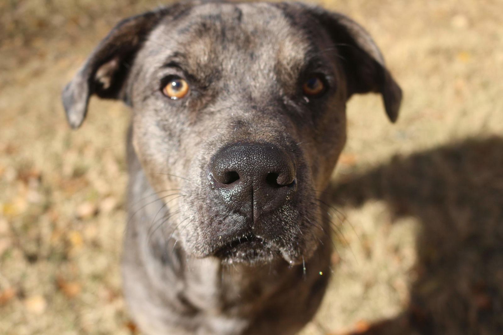 Enlarge Butterbean, a Adoptable Catahoula Leopard Dog in Jackson, MS image 3/3