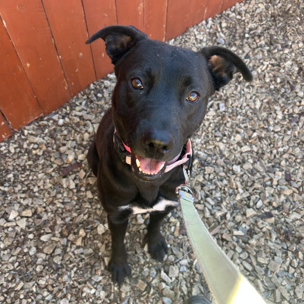 Drew, Adoptable, Adult Female Pit Bull Terrier & Mixed Breed.