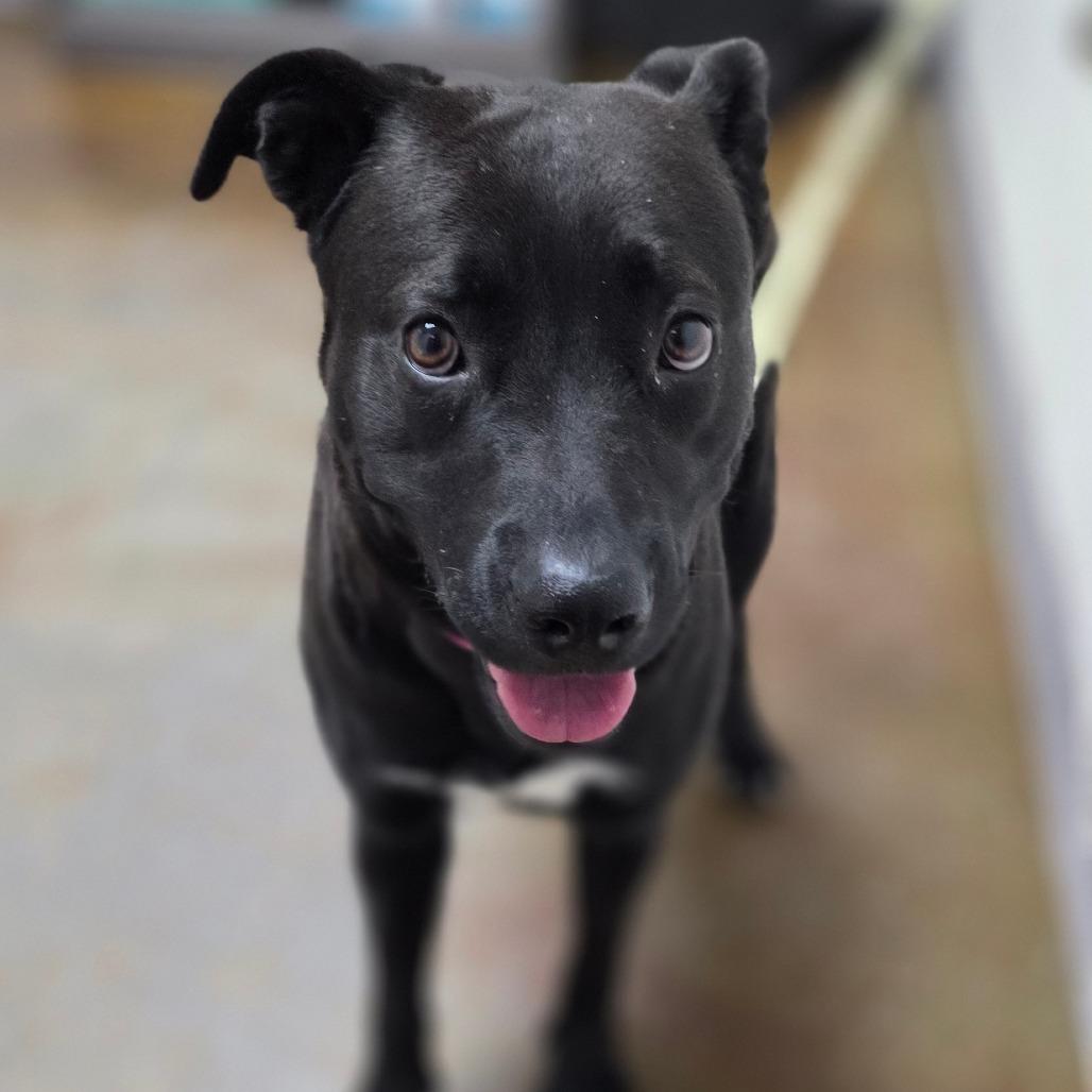 Enlarge Drew, a Adoptable mixed breed in Albuquerque, NM image 2/6