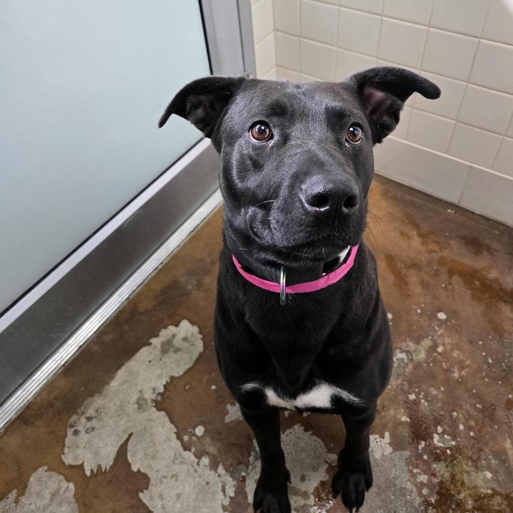 Enlarge Drew, a Adoptable mixed breed in Albuquerque, NM image 3/6