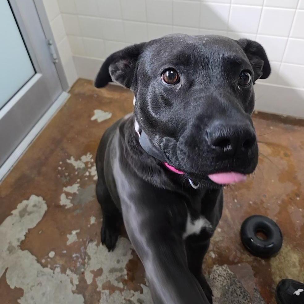 Enlarge Drew, a Adoptable mixed breed in Albuquerque, NM image 4/6