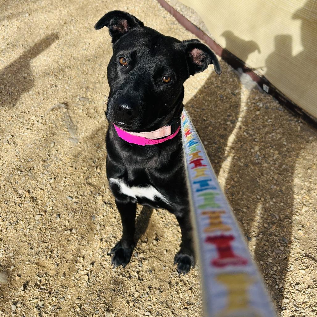 Enlarge Drew, a Adoptable mixed breed in Albuquerque, NM image 5/6
