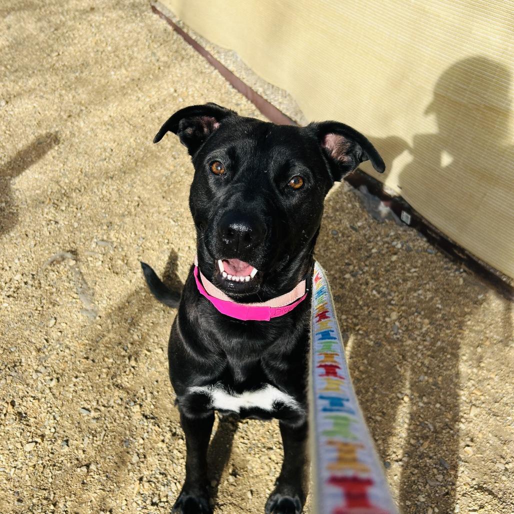 Enlarge Drew, a Adoptable mixed breed in Albuquerque, NM image 6/6