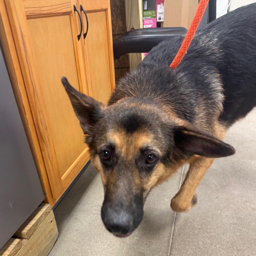 Rosemary, Adoptable, Adult Female German Shepherd Dog.