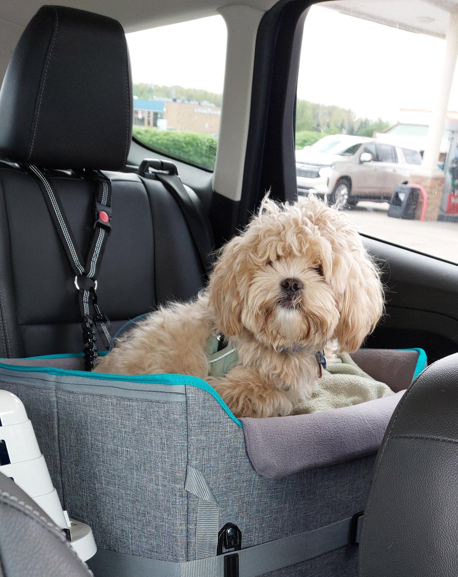 Dezzy-os, Adoptable, Young Male Shih Tzu & Poodle.