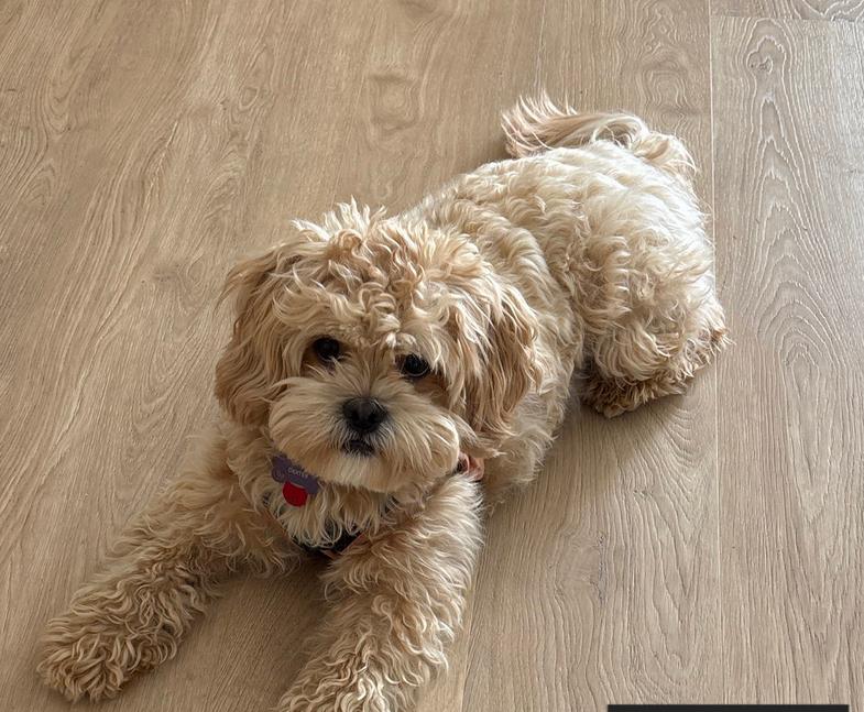 Dezzy-os, Adoptable, Young Male Shih Tzu & Poodle.