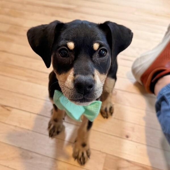 Idaho Potato — thumbnail 5