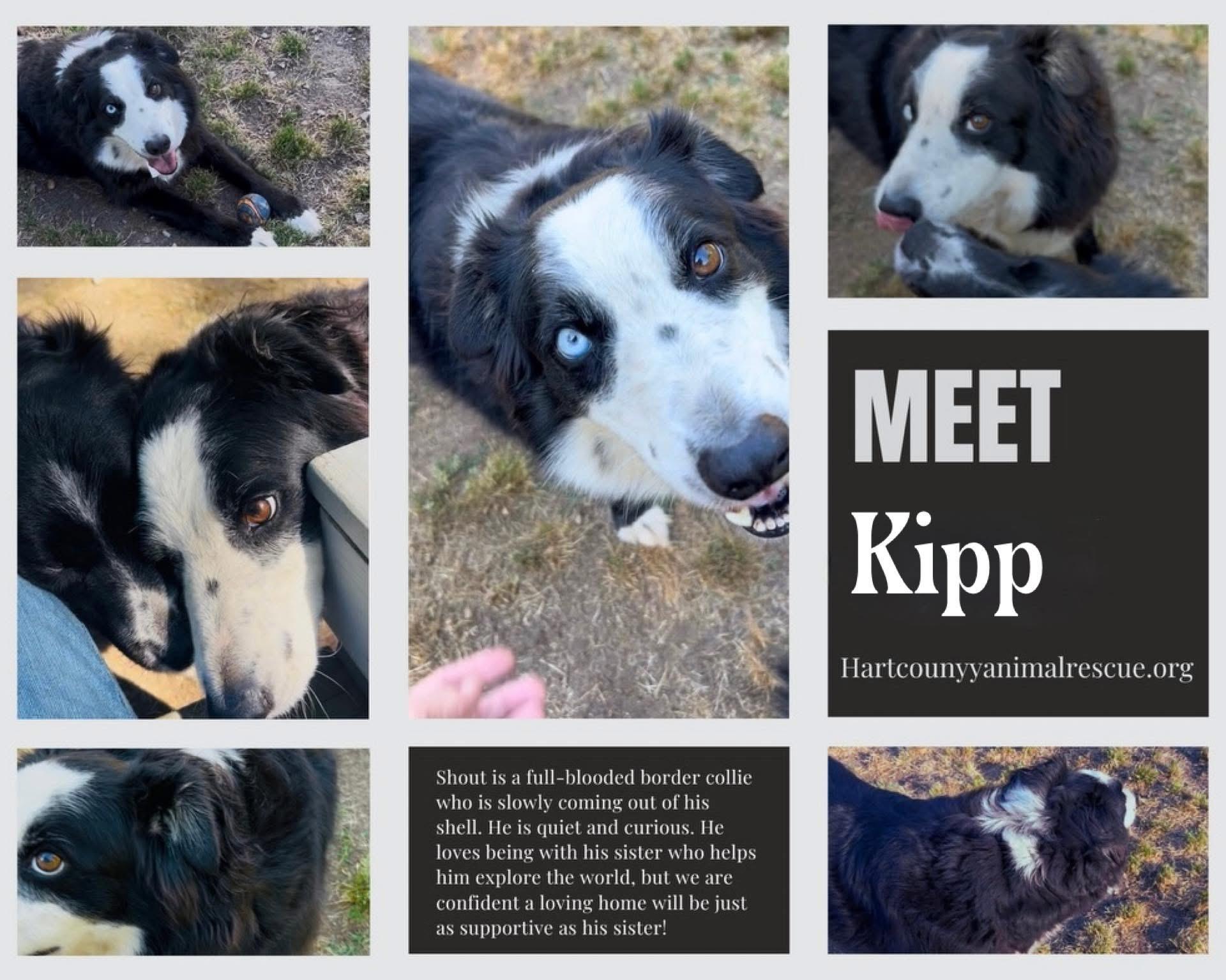Enlarge Kipp, an adopted Border Collie in Hartwell, GA image 1/1