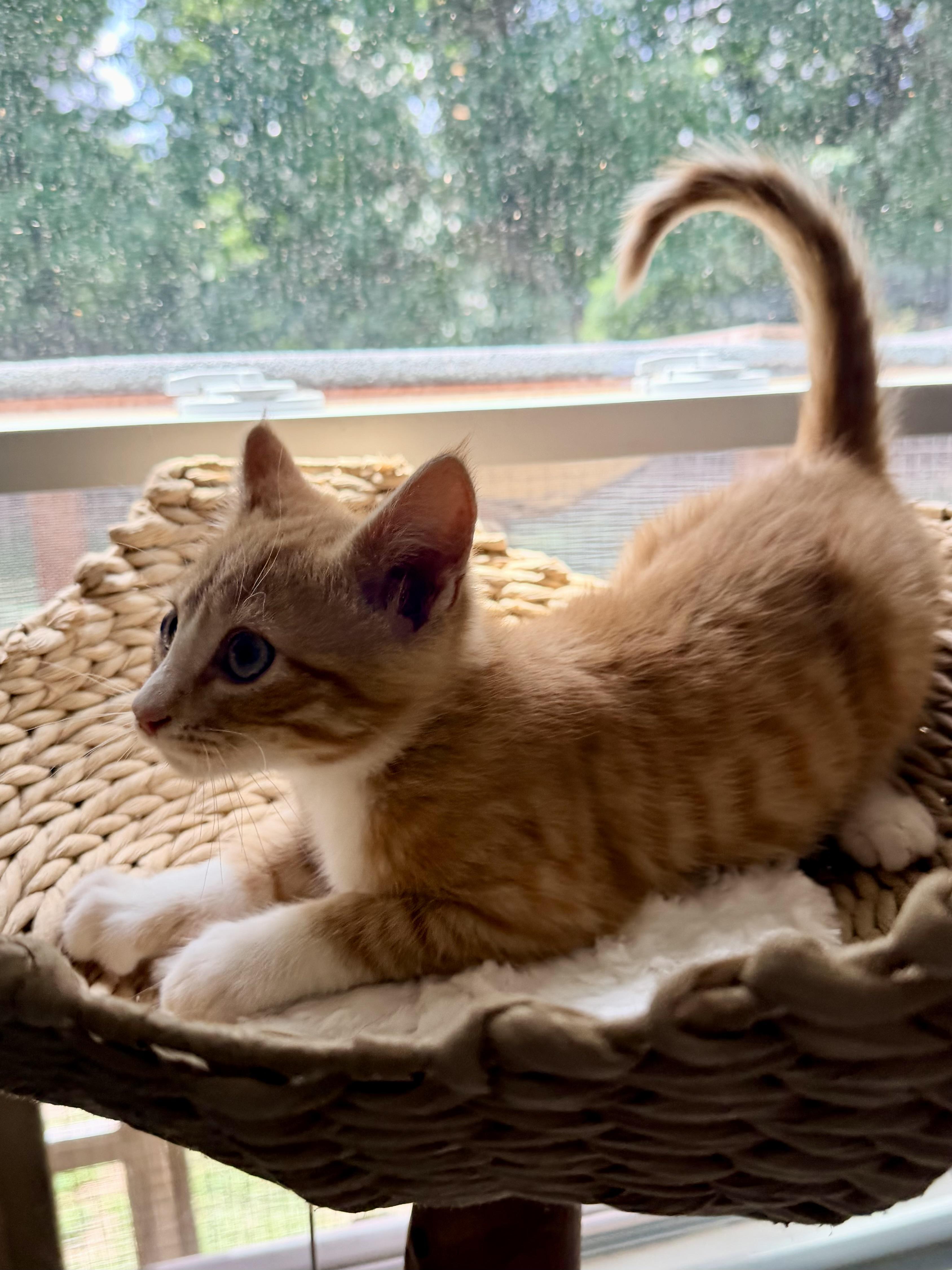 Enlarge Spider Meow, a ADOPTABLE Domestic Short Hair in Sedalia, MO image 3/4
