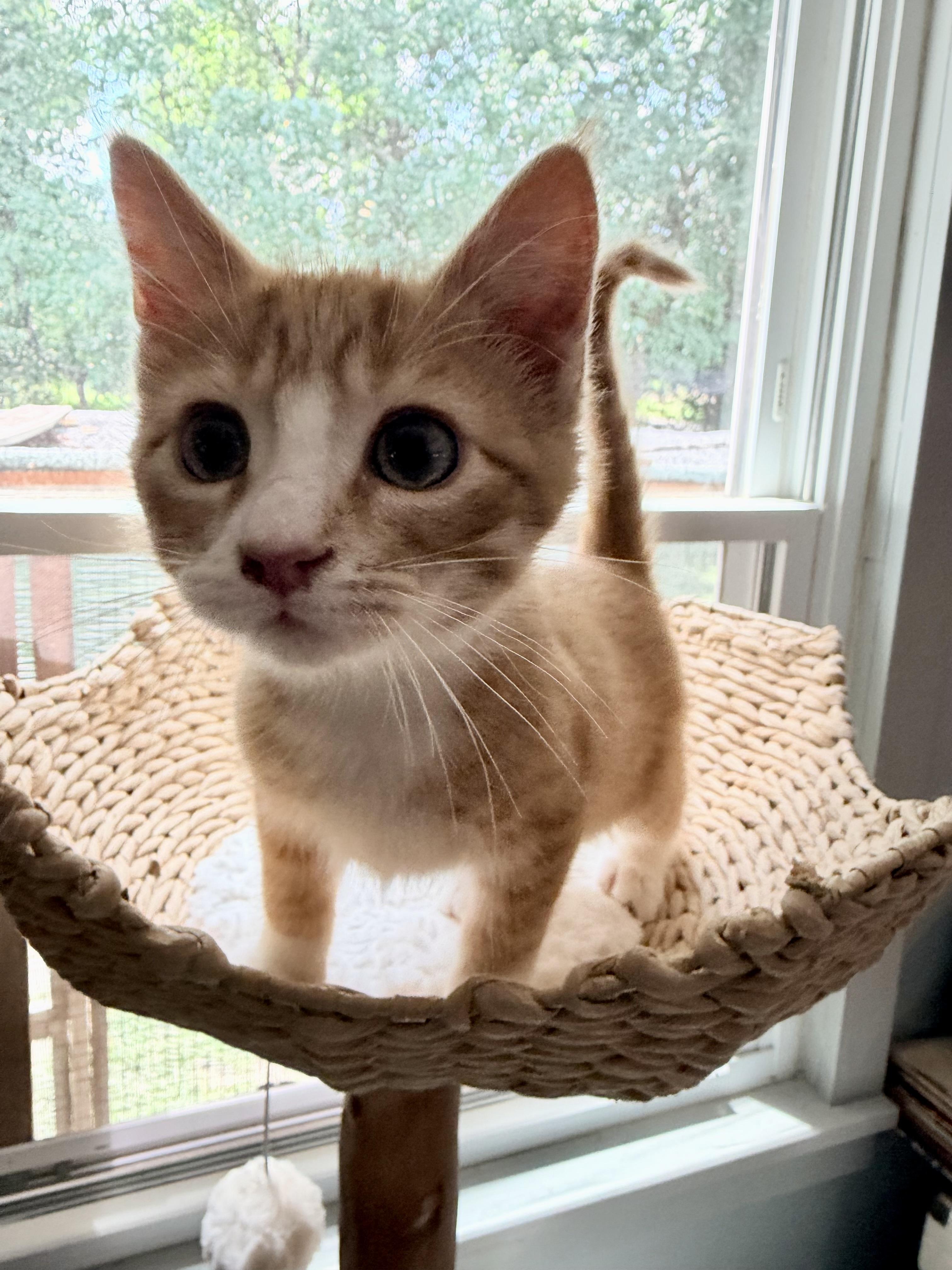 Enlarge Spider Meow, a ADOPTABLE Domestic Short Hair in Sedalia, MO image 4/4