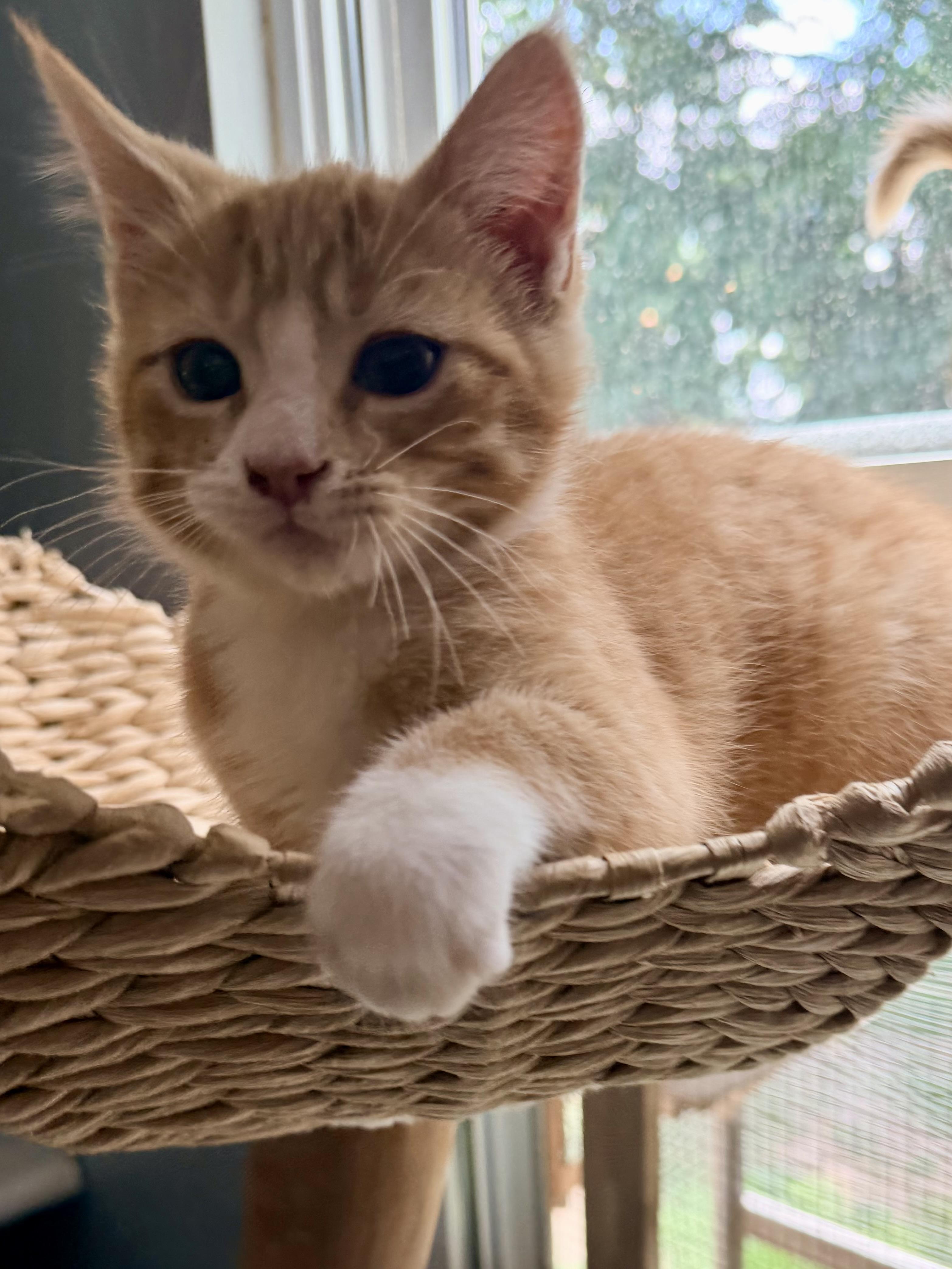 Enlarge Spider Meow, a ADOPTABLE Domestic Short Hair in Sedalia, MO image 2/4