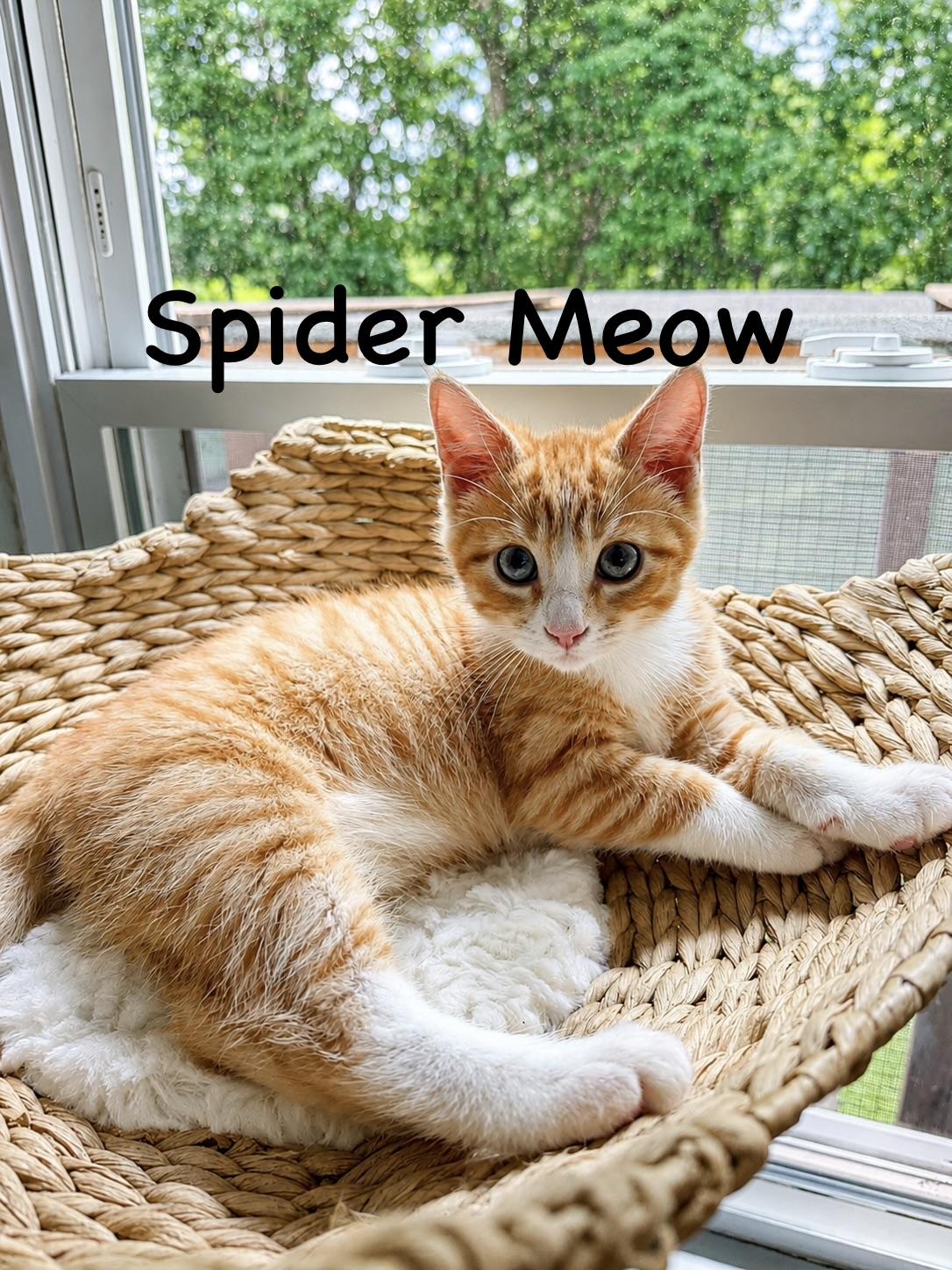 Enlarge Spider Meow, a ADOPTABLE Domestic Short Hair in Sedalia, MO image 1/4