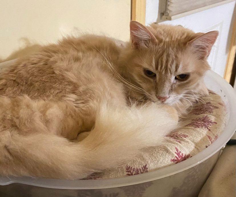 CH - Chris, a Adoptable Domestic Medium Hair in Battle Ground, WA image 1/3