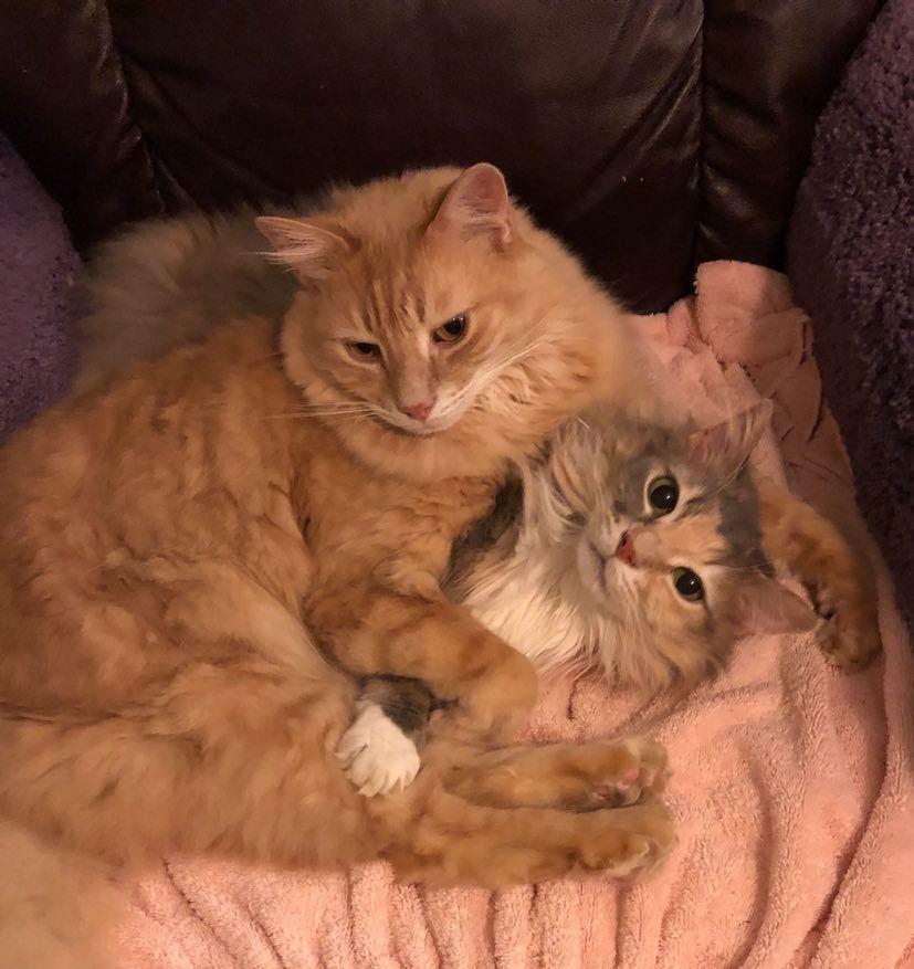 CH - Chris, a Adoptable Domestic Medium Hair in Battle Ground, WA image 2/3