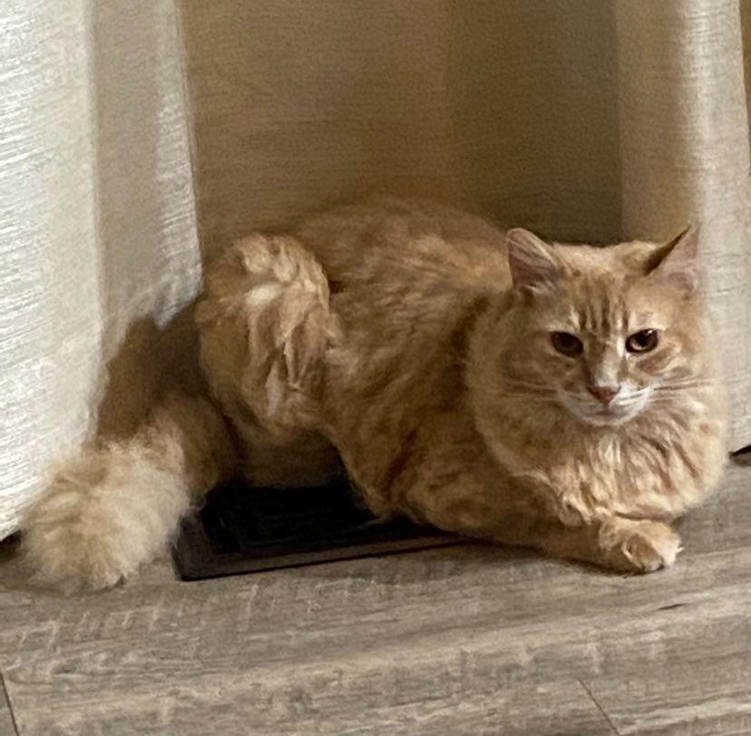 CH - Chris, a Adoptable Domestic Medium Hair in Battle Ground, WA image 3/3