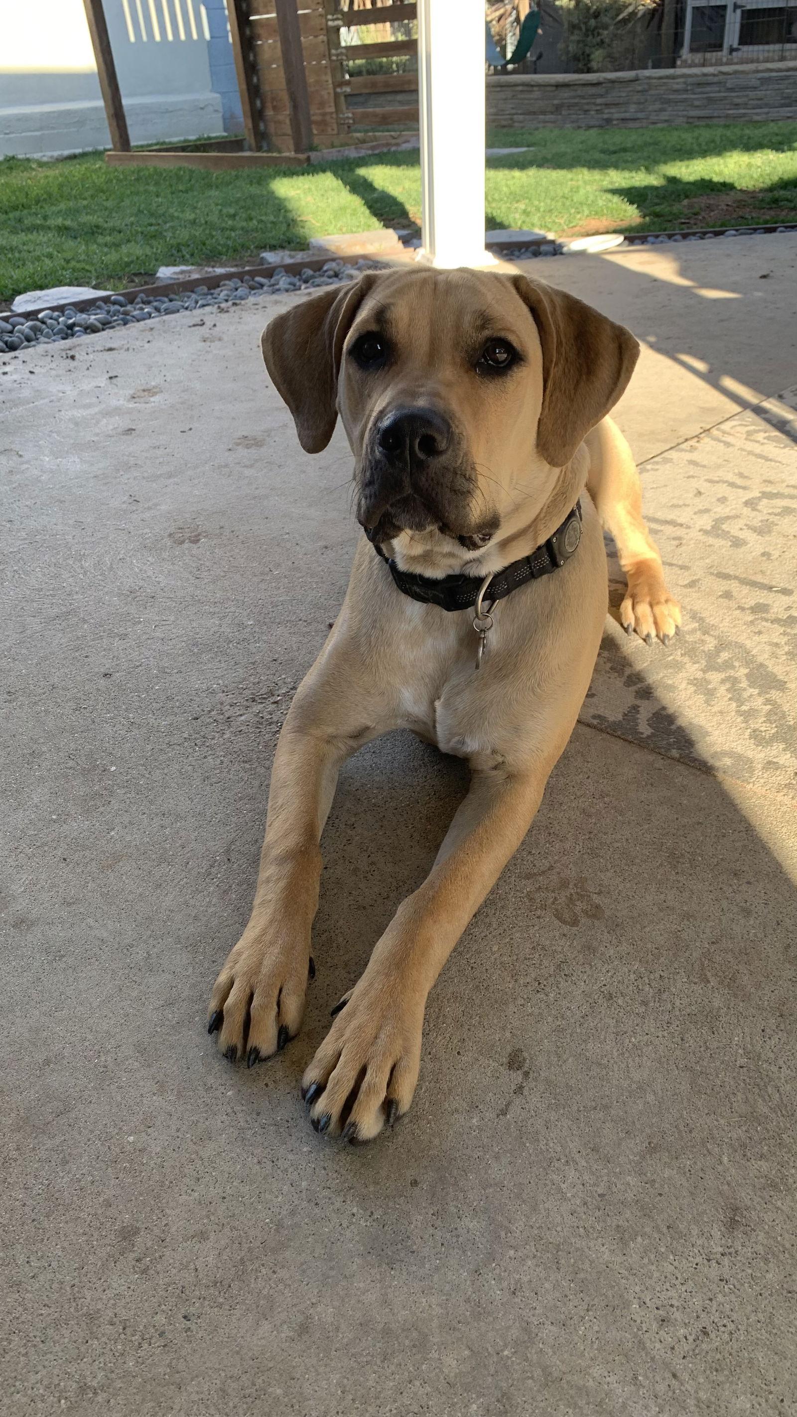 Bruno, Adopted, Young Male Mastiff & Dalmatian.