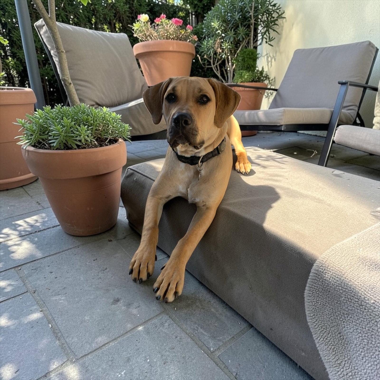 Enlarge Bruno, a Adopted mixed breed in Orange, CA image 2/2