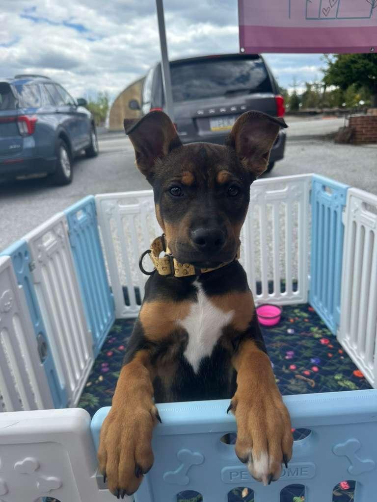 Sissy, an adopted mixed breed in State College, PA image 2/6