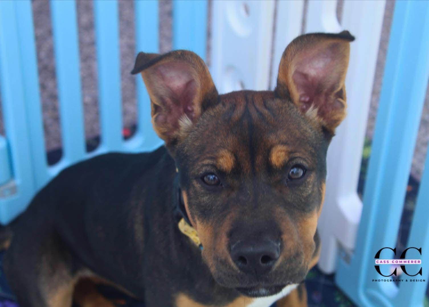 Sissy, an adopted mixed breed in State College, PA image 3/6
