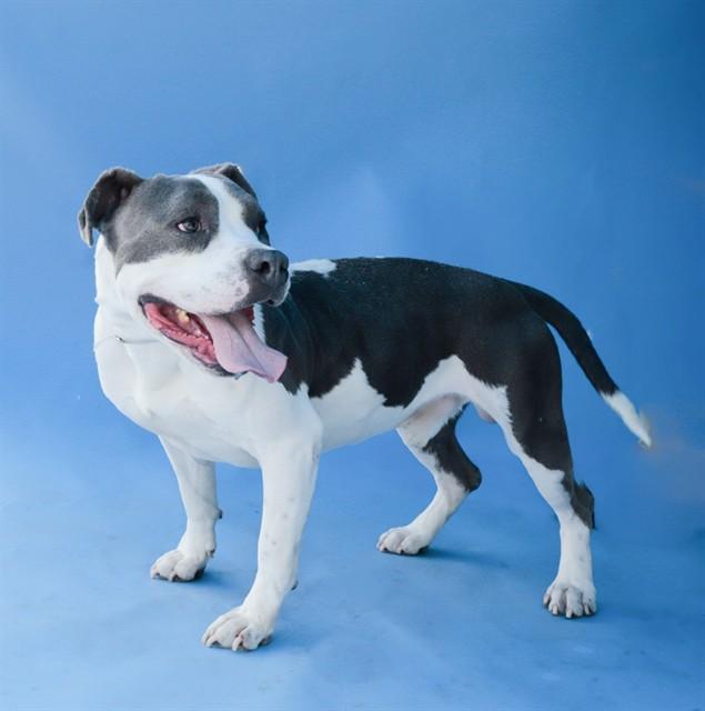 TEDGAR, Adoptable, Young Male Pit Bull Terrier.