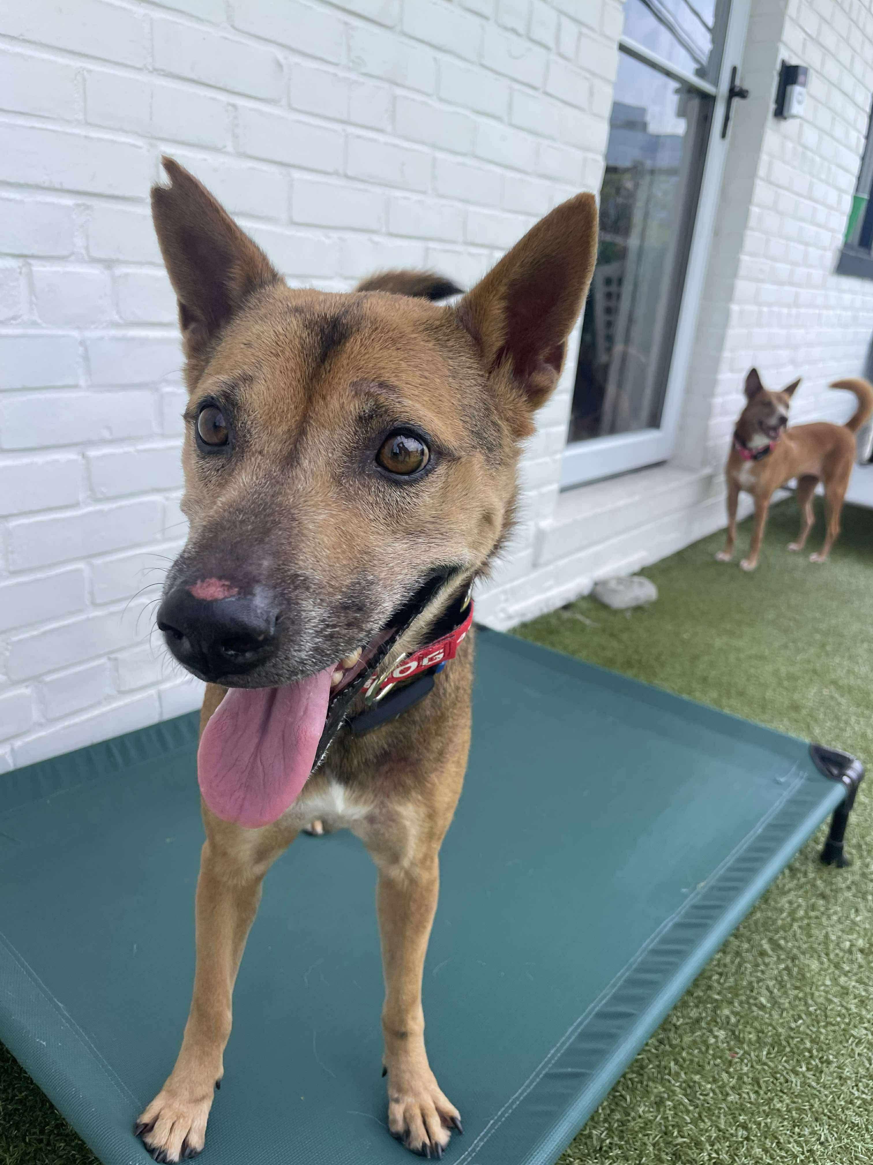 JABORI SOI DOG
