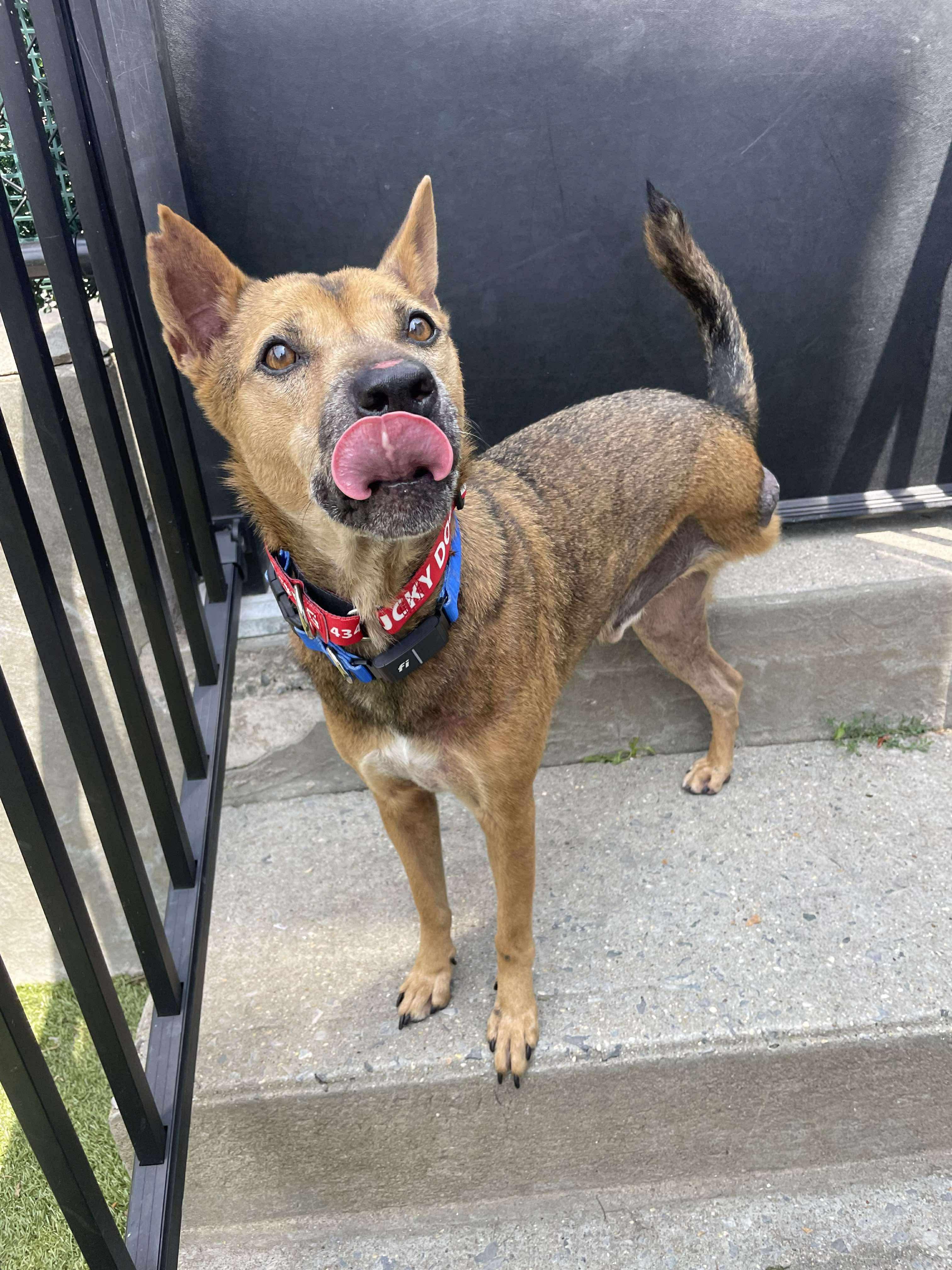 JABORI SOI DOG