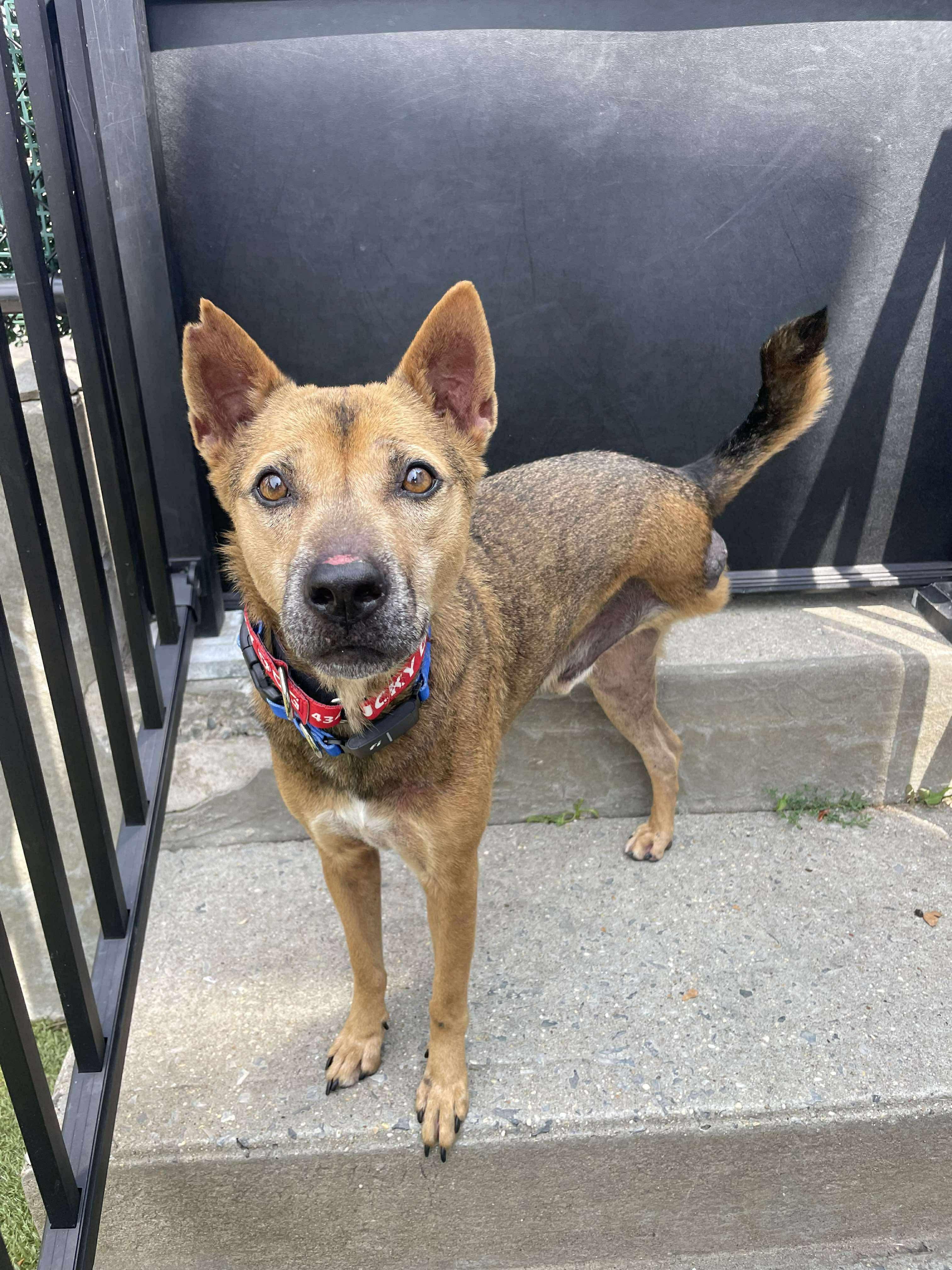 JABORI SOI DOG