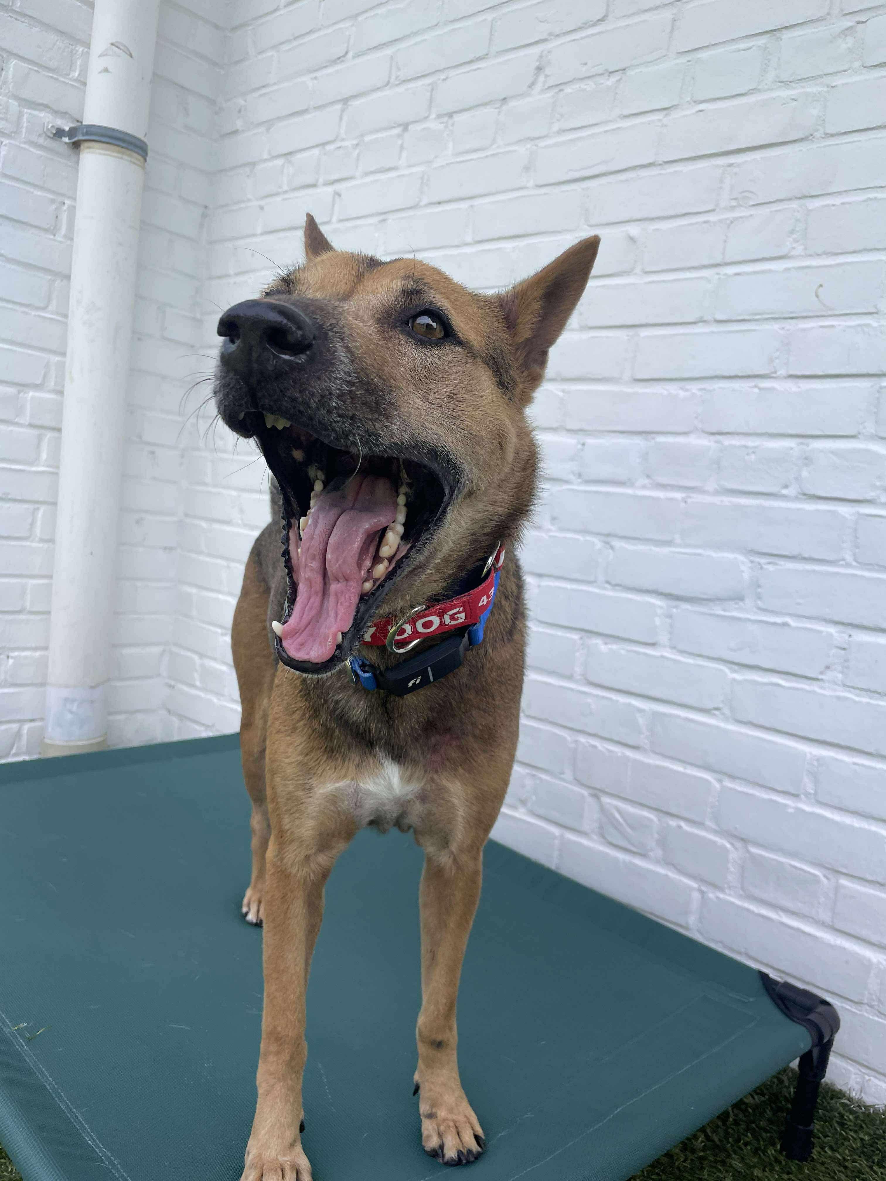 JABORI SOI DOG