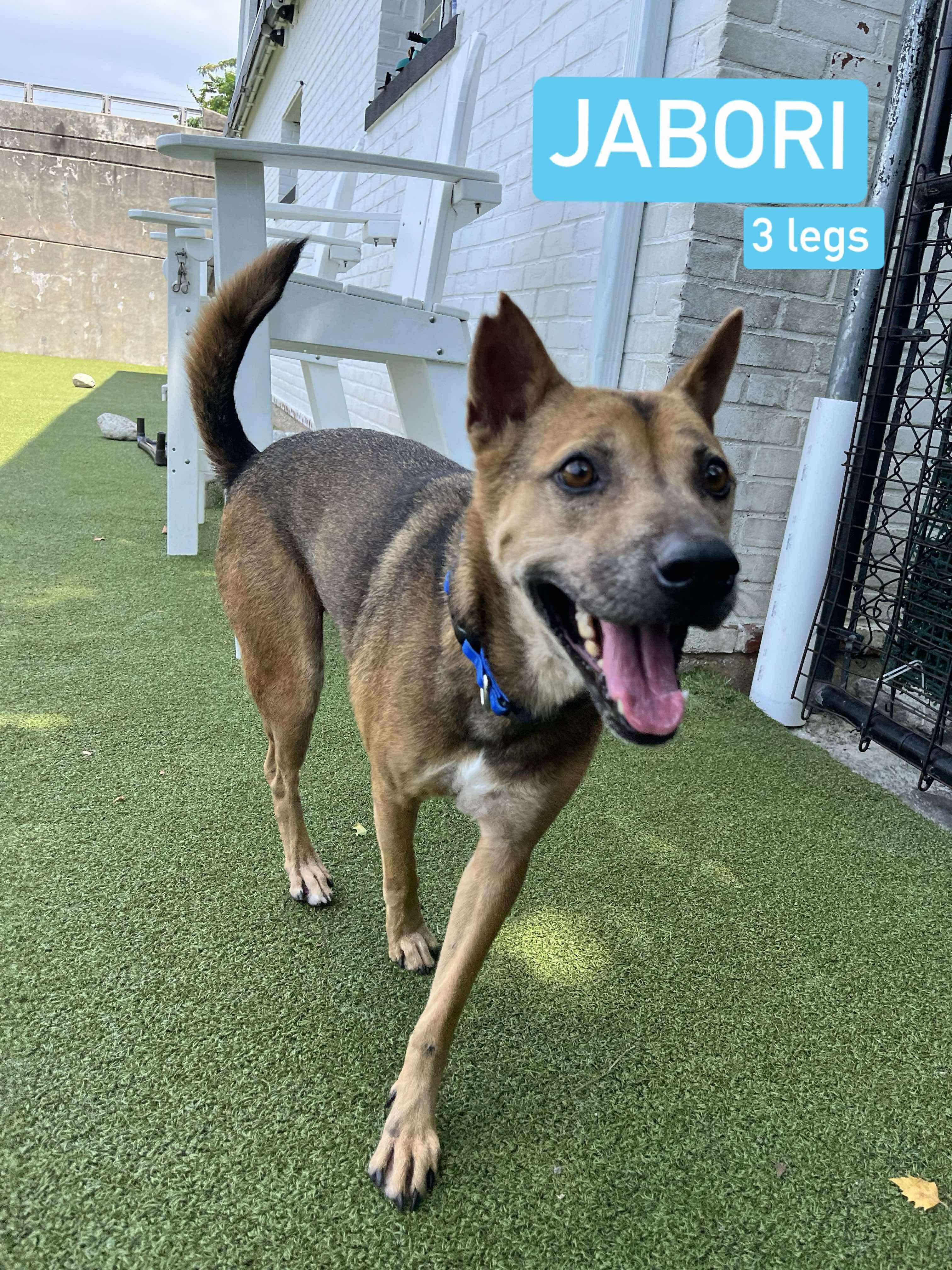JABORI SOI DOG