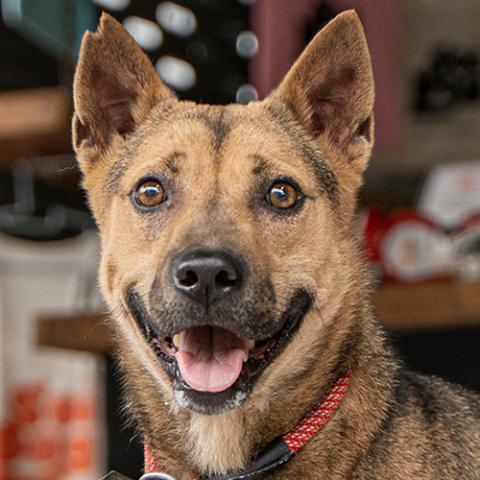 JABORI SOI DOG