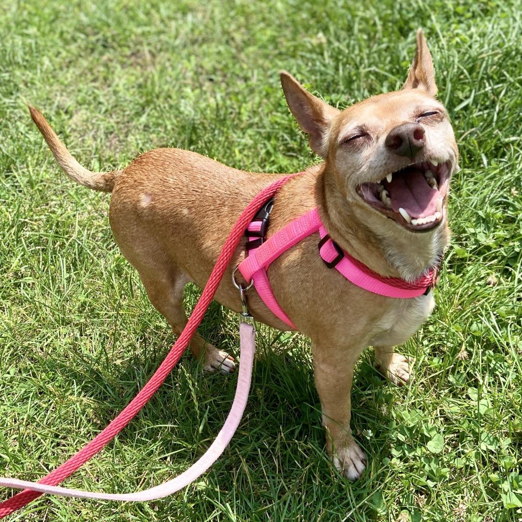 Enlarge Charlie, a Adoptable Chihuahua in Wantagh, NY image 1/6