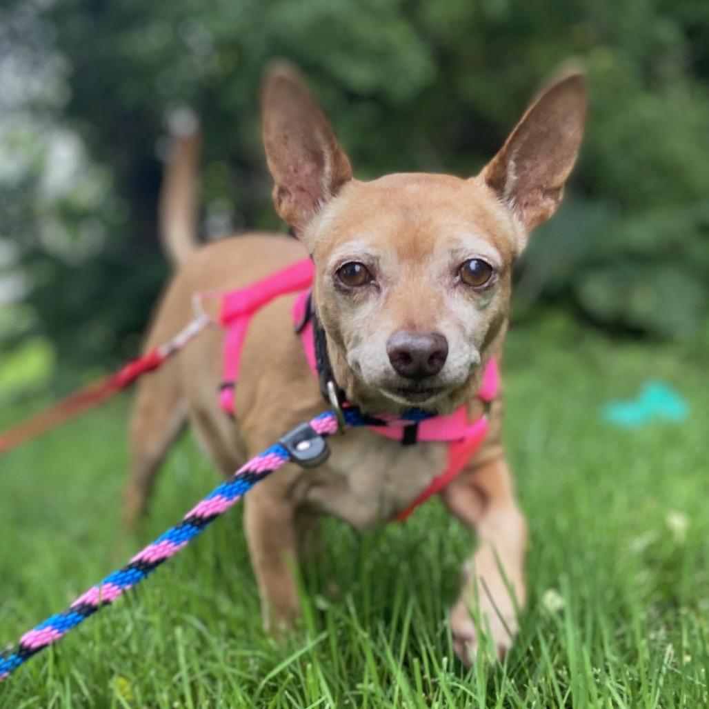 Enlarge Charlie, a Adoptable Chihuahua in Wantagh, NY image 2/6