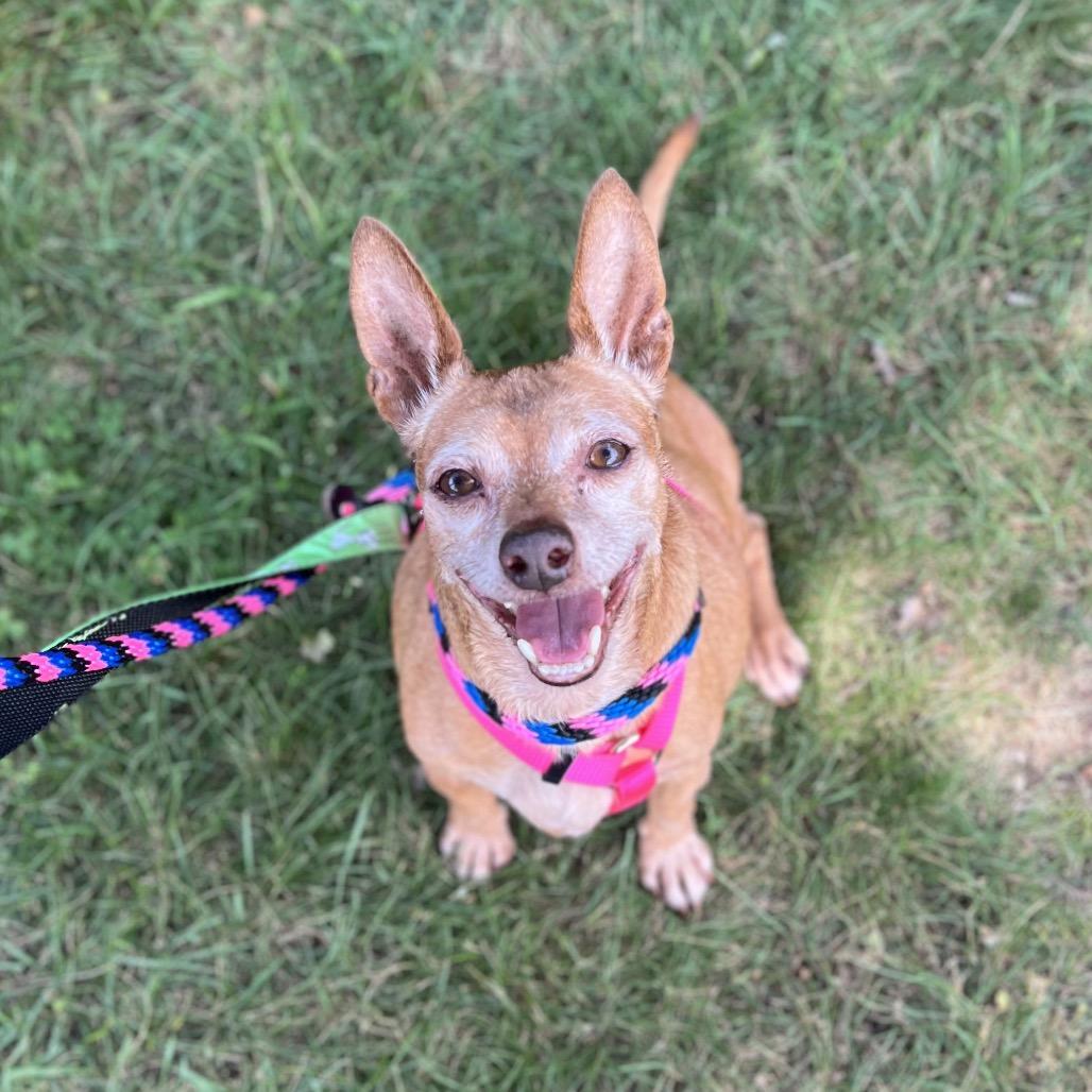 Enlarge Charlie, a Adoptable Chihuahua in Wantagh, NY image 3/6