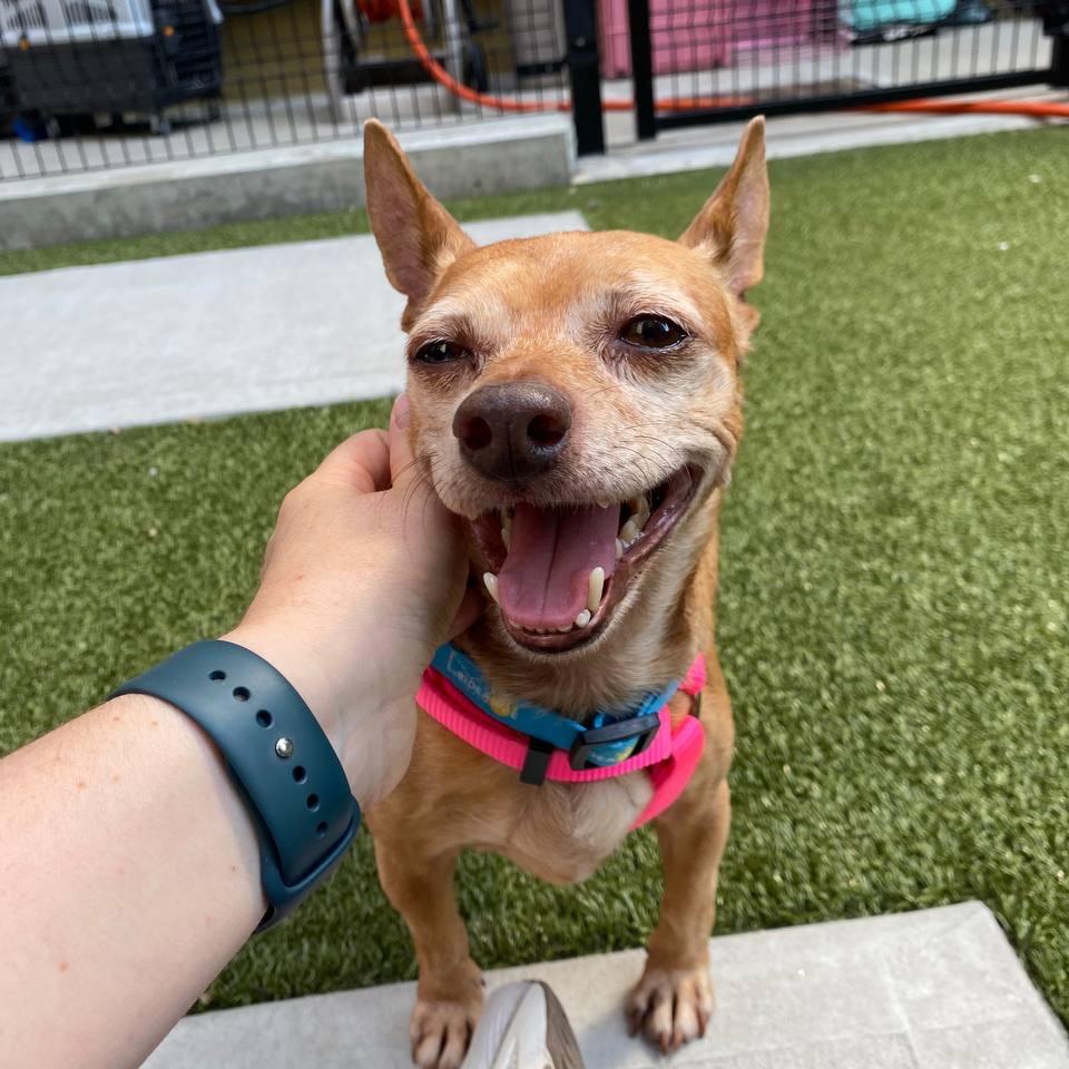 Enlarge Charlie, a Adoptable Chihuahua in Wantagh, NY image 4/6