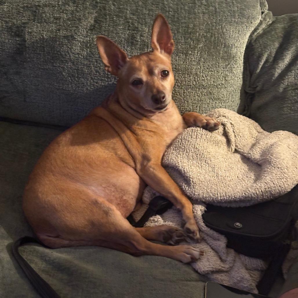 Enlarge Charlie, a Adoptable Chihuahua in Wantagh, NY image 5/6