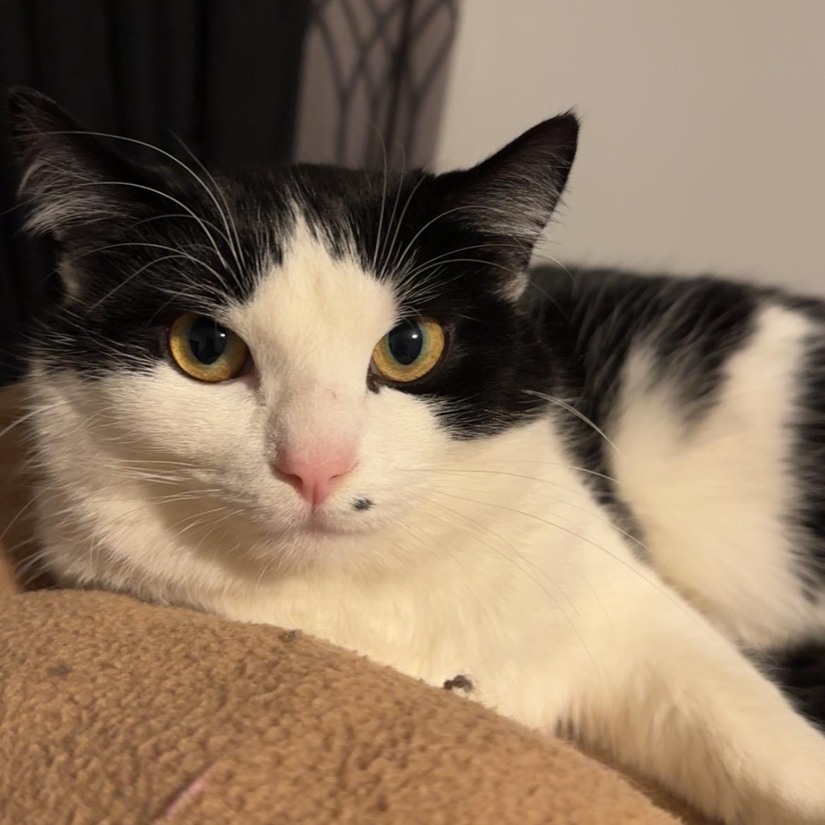 Winnie, ADOPTABLE, Young Female Domestic Short Hair.