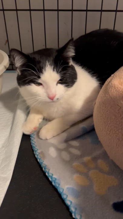 Enlarge Winnie, a ADOPTABLE Domestic Short Hair in Pardeeville, WI video 2/2