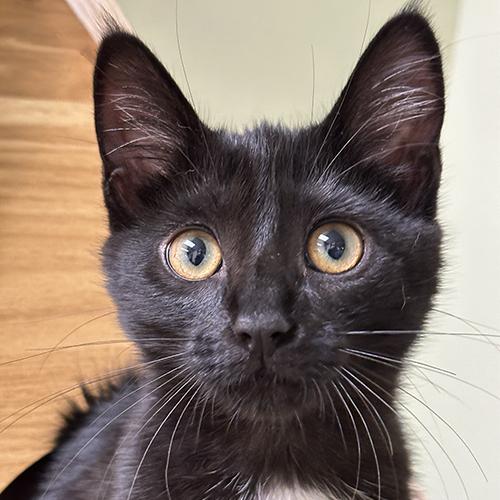 Lola, adopted, Kitten Female Domestic Short Hair.