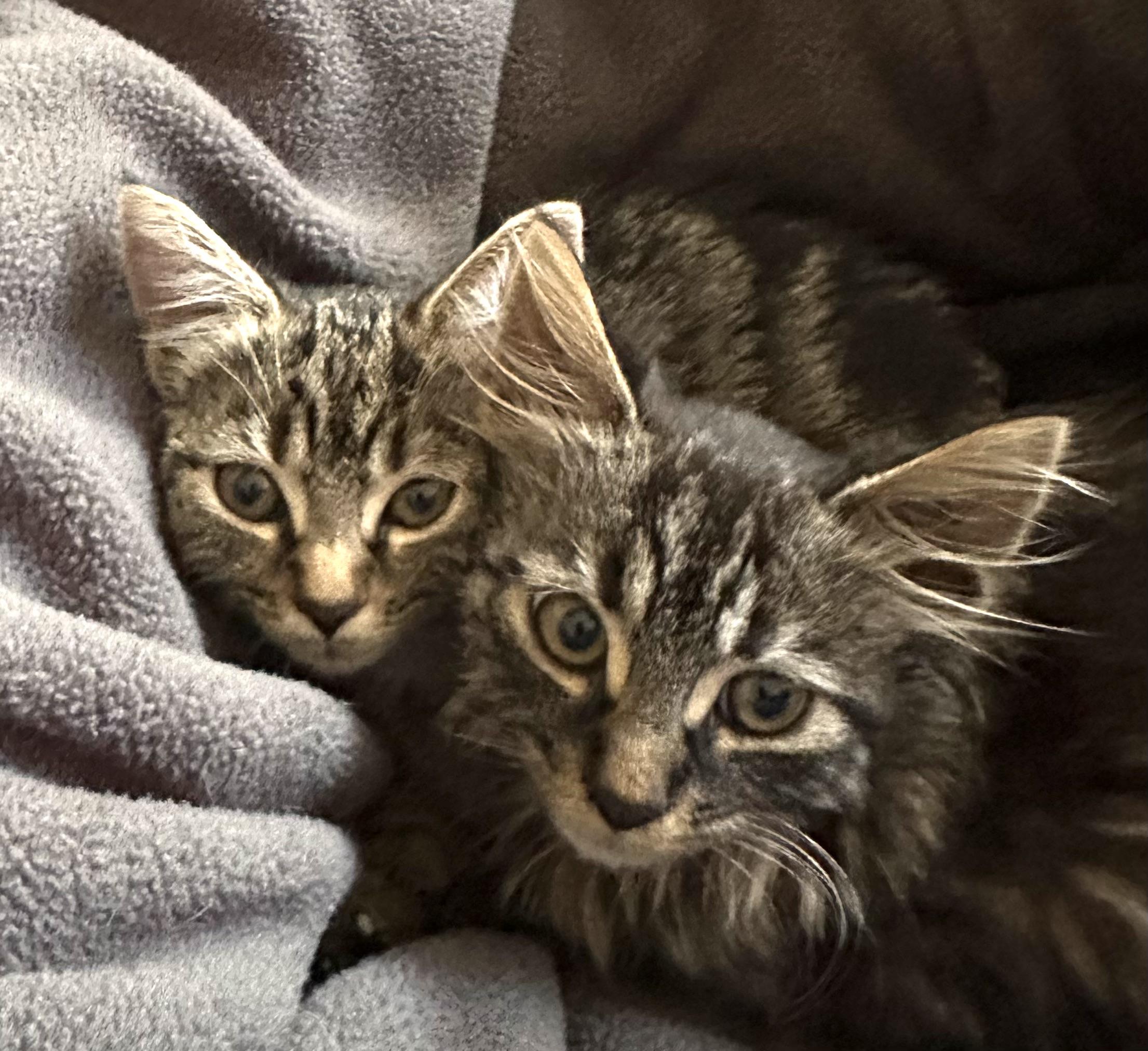 Cleo & Otis ***Bonded Pair***, Adoptable, Kitten Male American Shorthair & Domestic Long Hair.