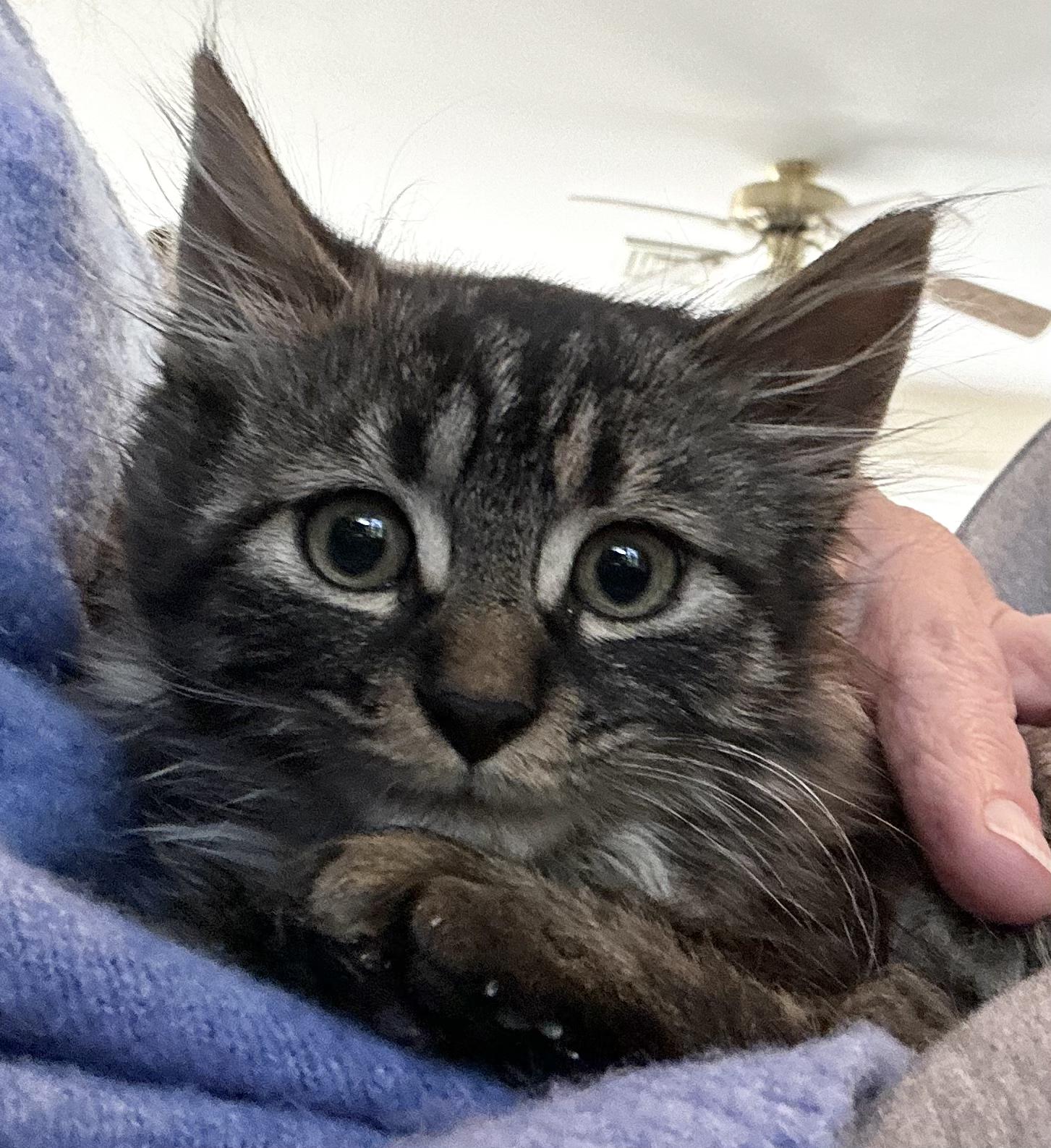 Cleo & Otis ***Bonded Pair***, an adoption pending mixed breed in Frederick, MD image 4/6