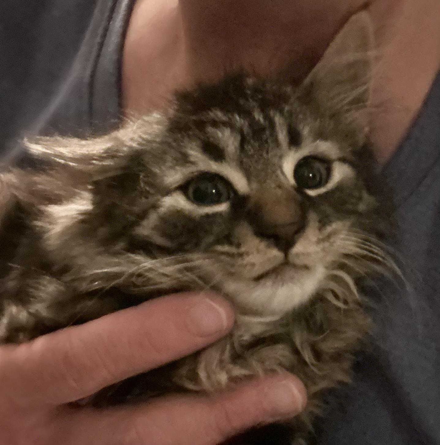 Cleo & Otis ***Bonded Pair***, an adoption pending mixed breed in Frederick, MD image 6/6