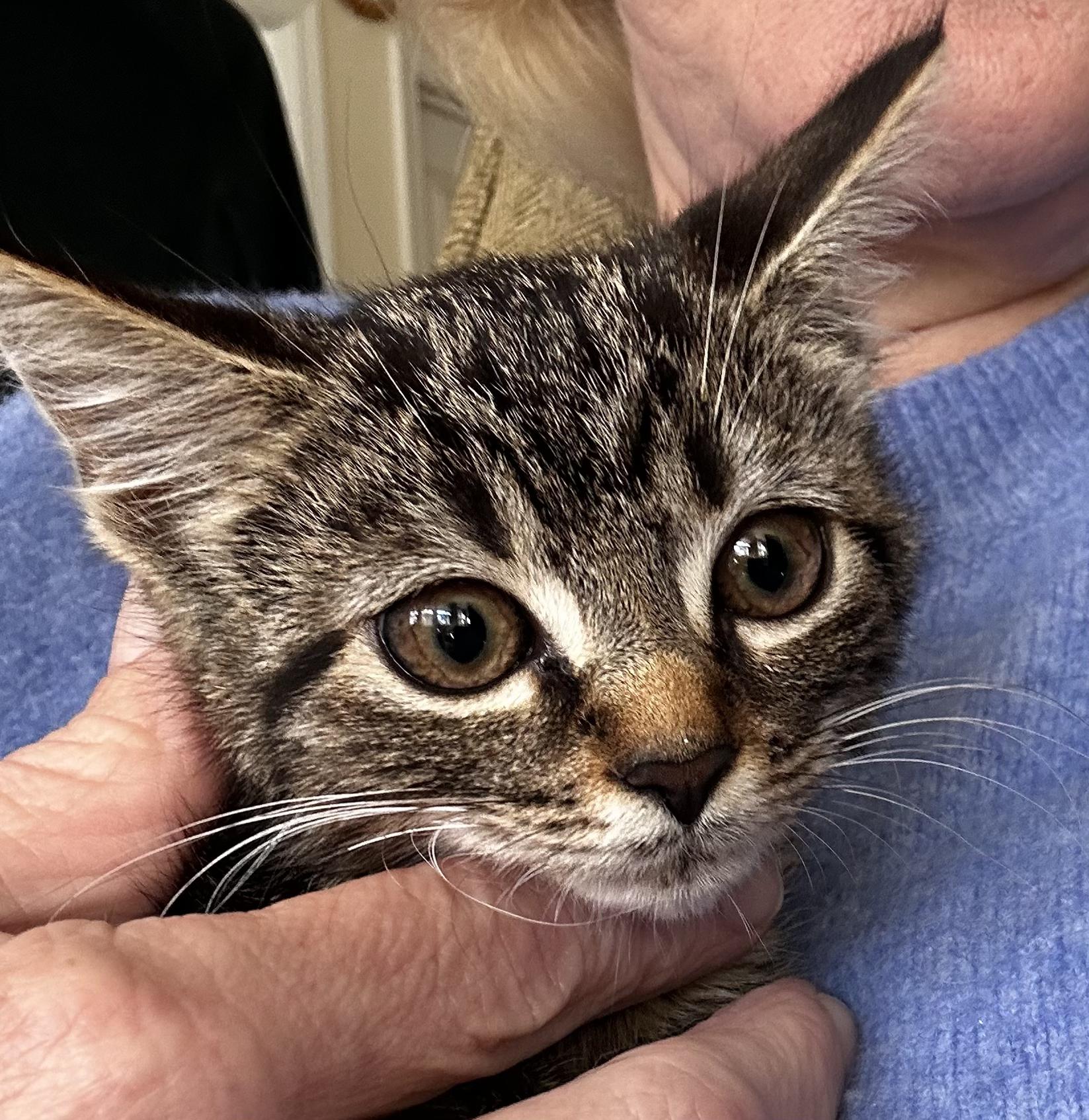 Cleo & Otis ***Bonded Pair***, an adoption pending mixed breed in Frederick, MD image 5/6