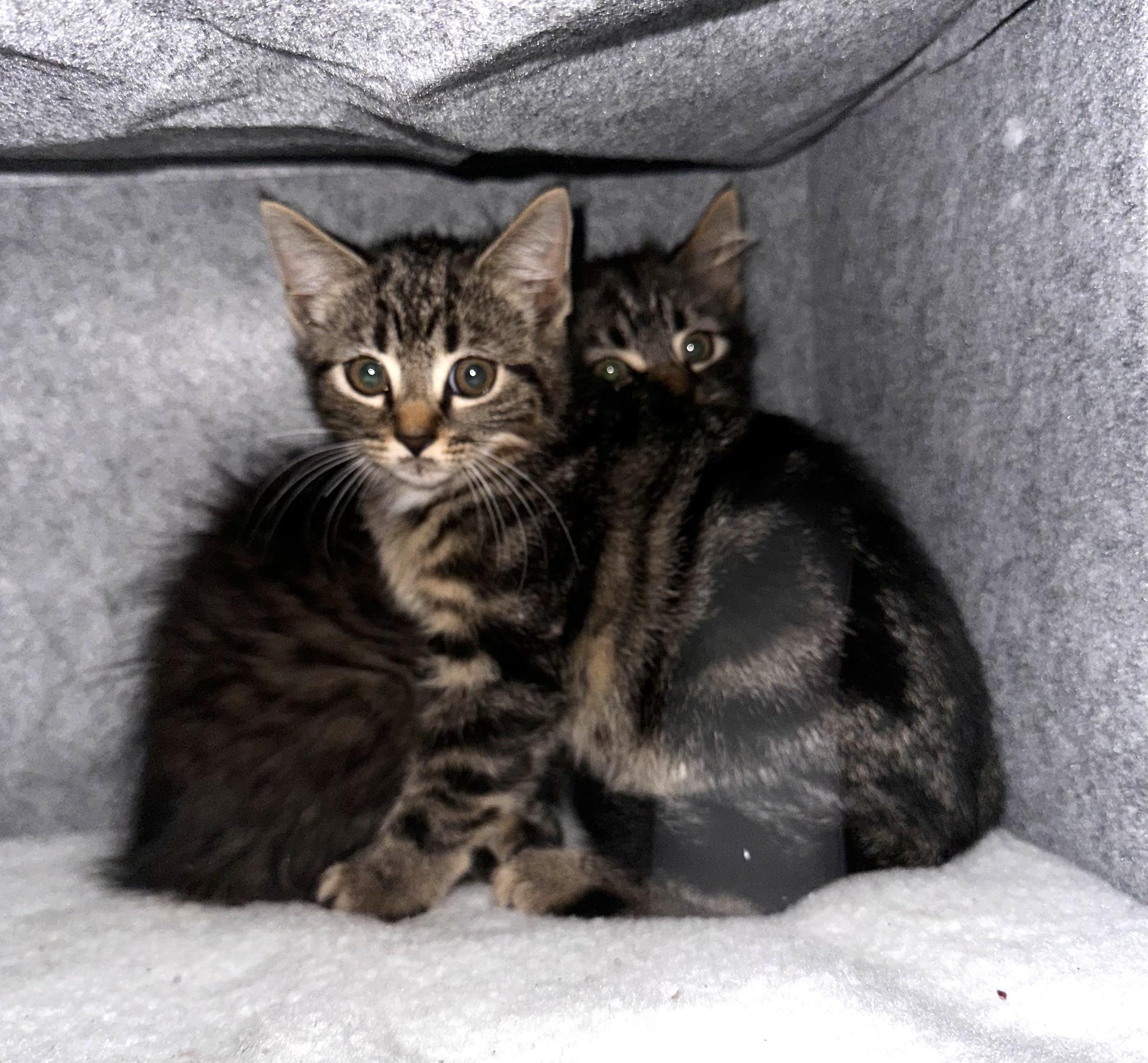 Cleo & Otis ***Bonded Pair***, an adoption pending mixed breed in Frederick, MD image 3/6