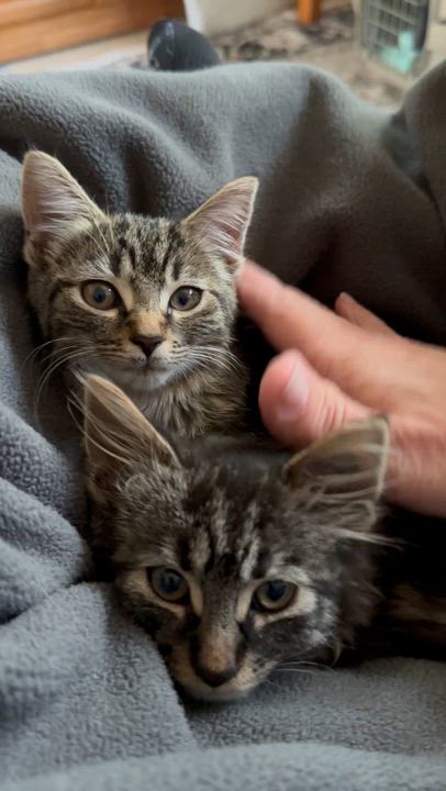 Enlarge Cleo & Otis ***Bonded Pair***, an adoption pending mixed breed in Frederick, MD video 2/6