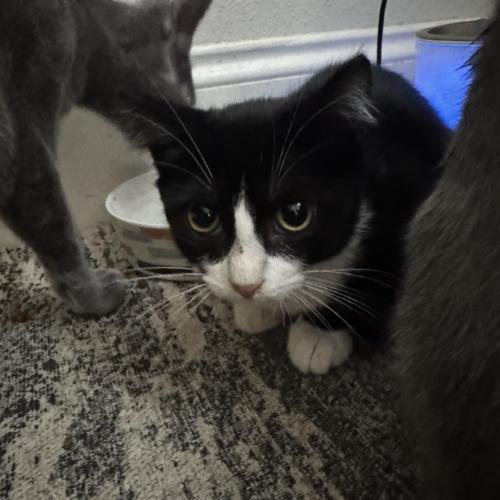 Ruby, Adoptable, Kitten Female Domestic Short Hair.