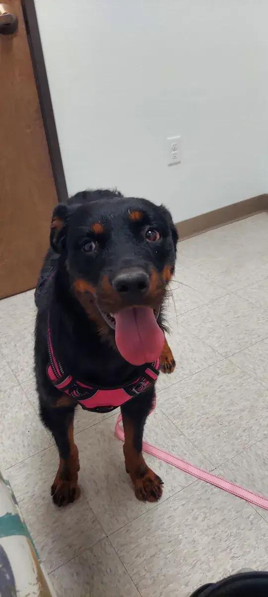 Enlarge Magnolia, a ADOPTABLE Rottweiler in Polk, OH image 1/1
