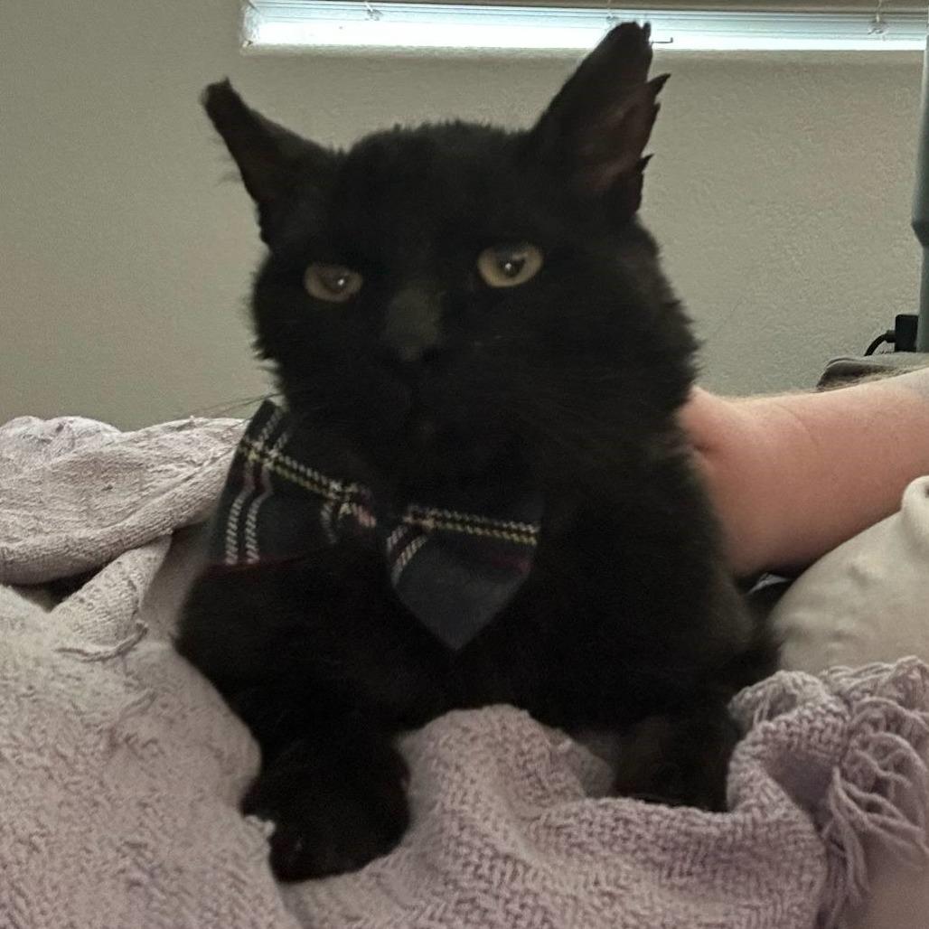 Enlarge Pacha, a Adoptable Domestic Short Hair in Las Vegas, NV image 1/4