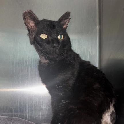 Enlarge Pacha, a Adoptable Domestic Short Hair in Las Vegas, NV image 2/4