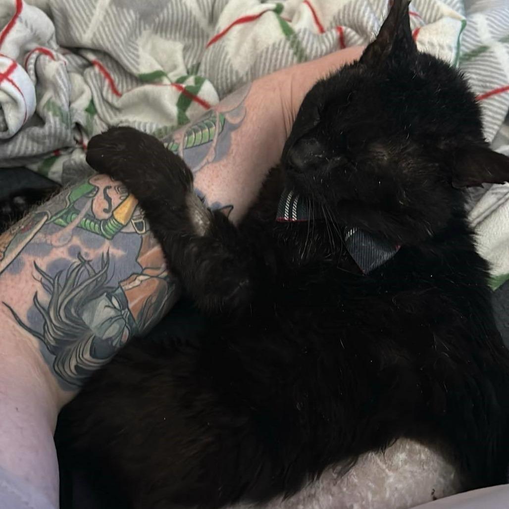 Enlarge Pacha, a Adoptable Domestic Short Hair in Las Vegas, NV image 3/4